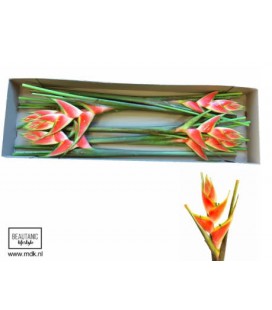 Heliconia Red Jewel 100 cm