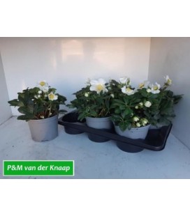 Hellebore Carole pot de 17