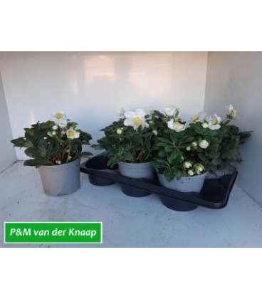 Hellebore Carole pot de 13 