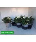 Hellebore Carole pot de 17