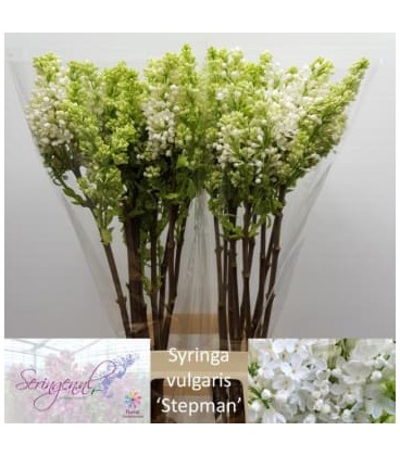 Lila Mme Stepman 80 cm