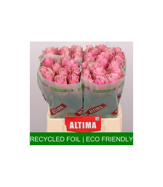 Rose Athena Royale 40 cm