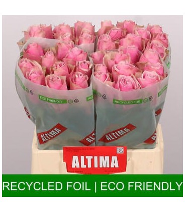 Rose Athena Royale 40 cm