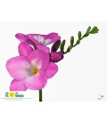 Freesia Costa 