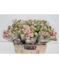 Rose Branchue Mimi Eden 60 Cm