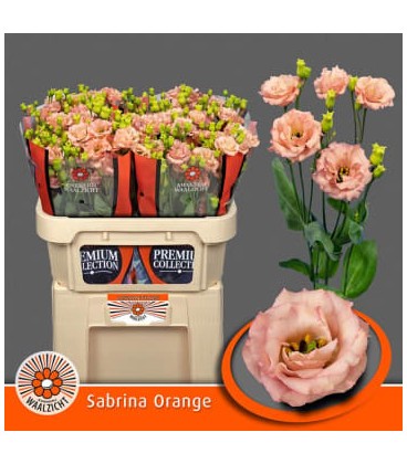 Lisianthus Sabrina Orange