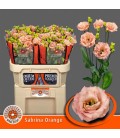Lisianthus Sabrina Orange