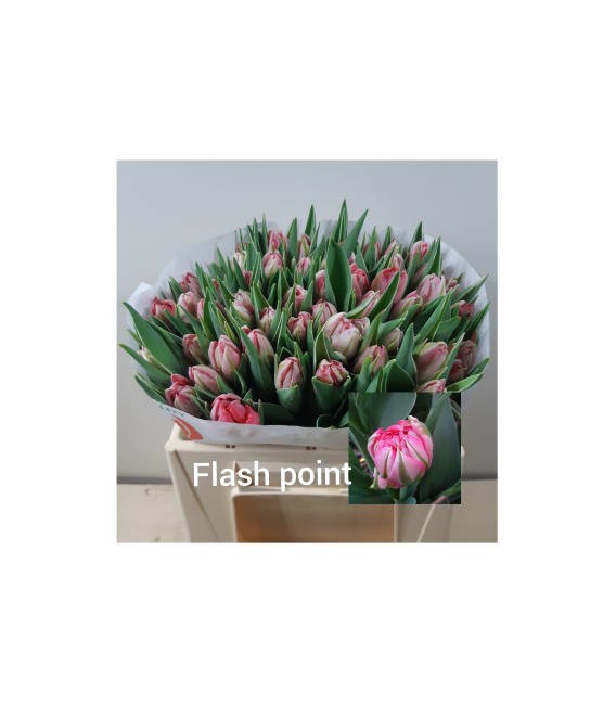 Tulipe double Flash point