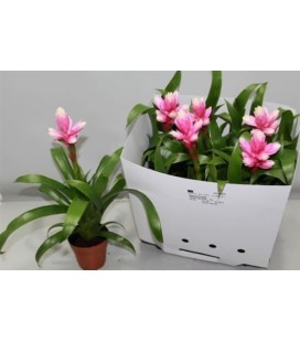 Guzmania Candy Ø 12 h 50