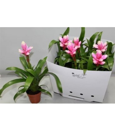 Guzmania Candy Ø 12 h 50