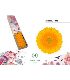 Germini Springtime