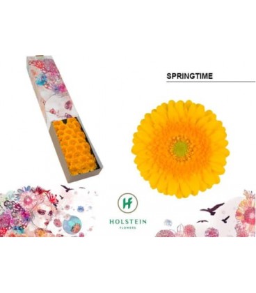 Germini Springtime