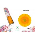Germini Springtime