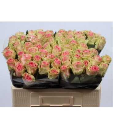 Rose Top Gear 50 cm