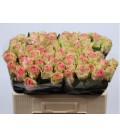 Rose Top Gear 50 cm