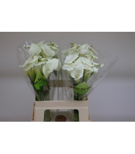 Calla Cristal Bluch 70 cm