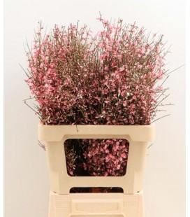 Genet teinté Rose pale