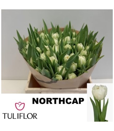tulipe double Northcap