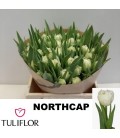 tulipe double Northcap