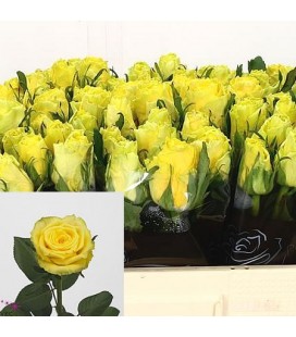 Rose Good Time  60 cm