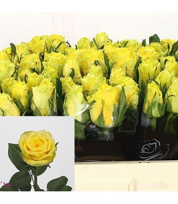 Rose Good Time  60 cm