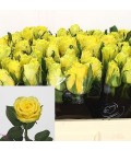 Rose Good Time  60 cm