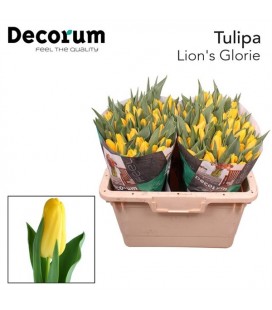 Tulipe Lions glory