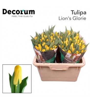 Tulipe Lions glory