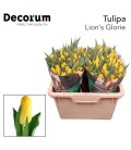 Tulipe Lions glory