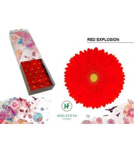 Gerbera Red Explosion 10