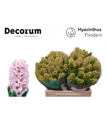 Jacynthe Fondant 34 cm