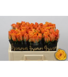 Rose Tycoon 40 cm