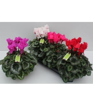 Cyclamen pot de 12 H 30 /35