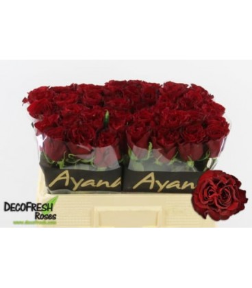 Rose Hearts 50 cm