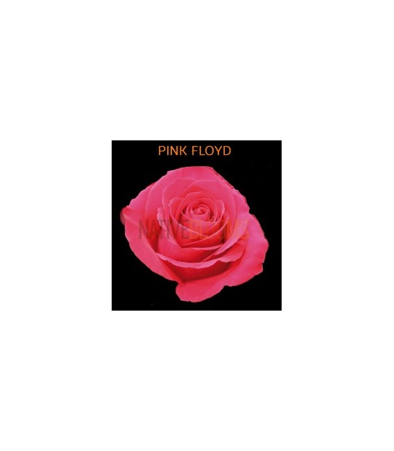 Rose Equat Pink Floyd 50 cm x 25