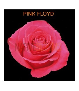 Rose Equat Pink Floyd 50 cm x 25