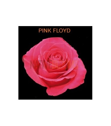 Rose Equat Pink Floyd 50 cm x 25