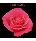 Rose Equat Pink Floyd 50 cm x 25