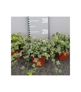 Lierre panache Ø 13