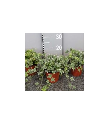 Lierre panache Ø 13