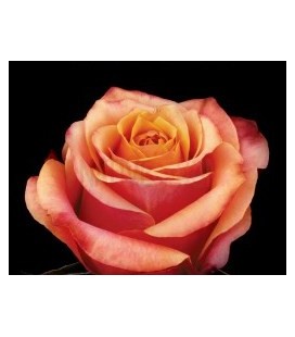Rose Equateur Cherry Brandy 50 x25