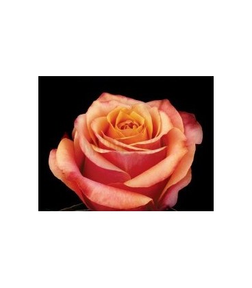 Rose Equateur Cherry Brandy 50 Cm