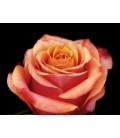 Rose Equateur Cherry Brandy 50 Cm