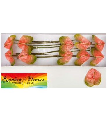 Anthurium Gabriella x 15