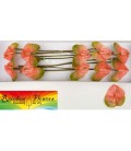 Anthurium Gabriella x 10