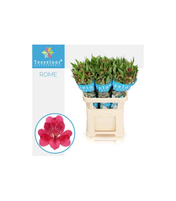 Alstromeria Rome 80 cm