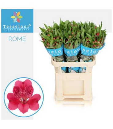 Alstromeria Rome 80 cm