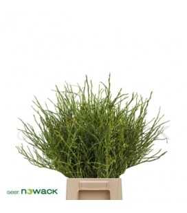 Vaccinium Myrtillus 55 cm la Botte