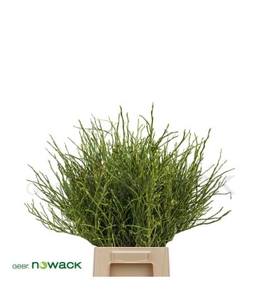 Vaccinium Myrtillus 40 cm