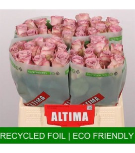 Rose Memory laine 40 cm